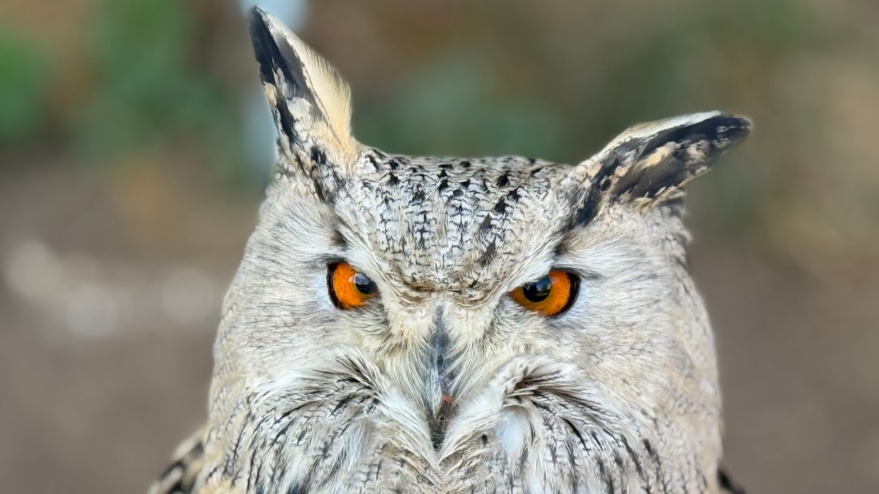 Witzig und gewaltig süß 😊 🦉 VLOG #115 🦅