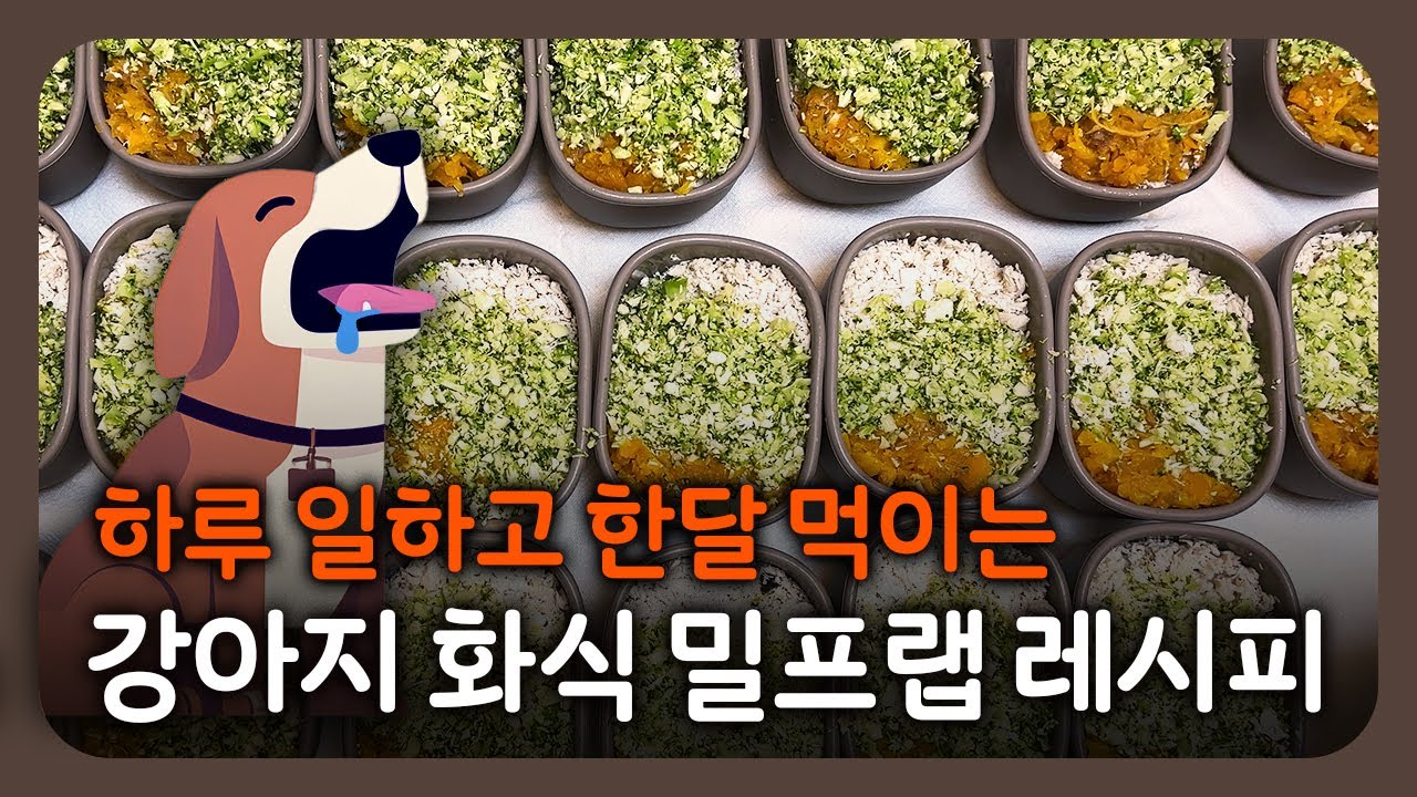 (절대 안질림) 한달치 강아지 화식 밀프랩 레시피 |  강아지 자연식 | 하루만 힘내봐요 ! |