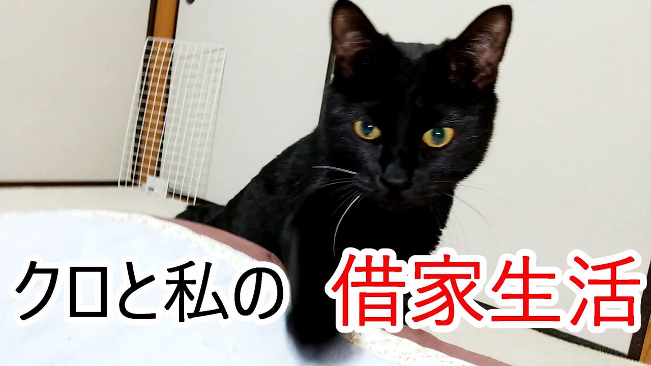 クロと私の借家生活２布団にもぐり込んでくるクロと、カエサルとの親密度の変化