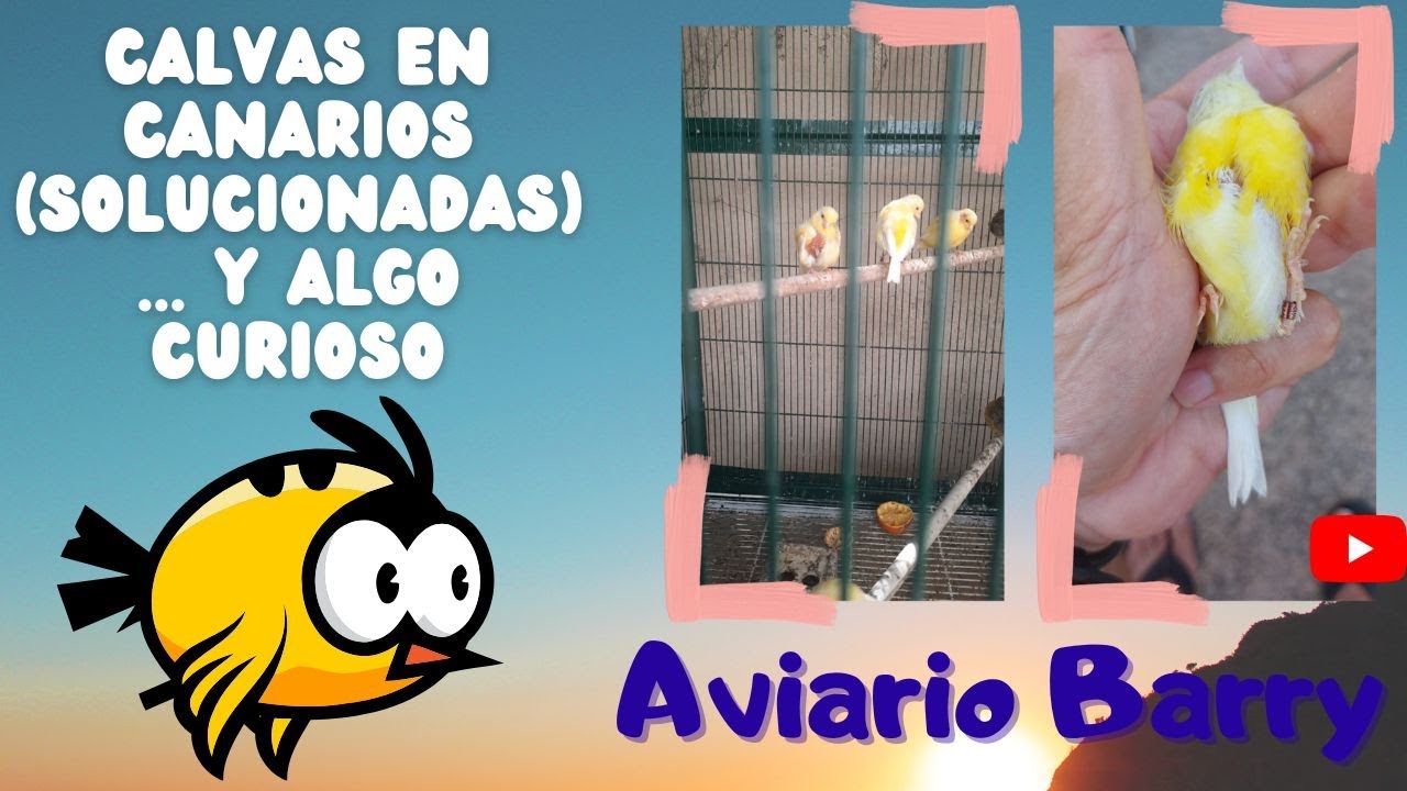 CALVAS EN CANARIOS (SOLUCIONADO) Y LA GLÁNDULA UROPÍGEA