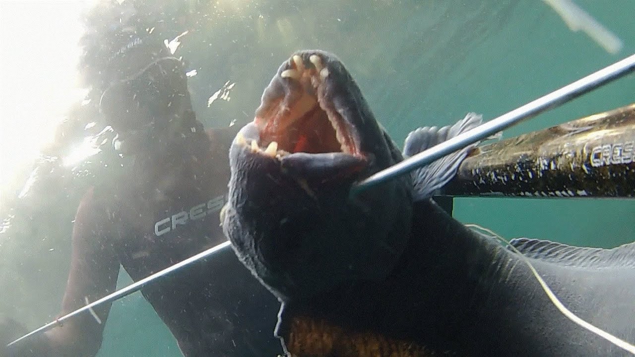 Spearfishing in Norway  2020 (HD)