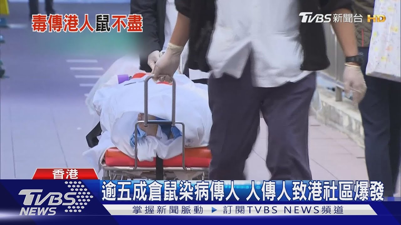 逾五成倉鼠染病傳人 人傳人致港社區爆發｜TVBS新聞