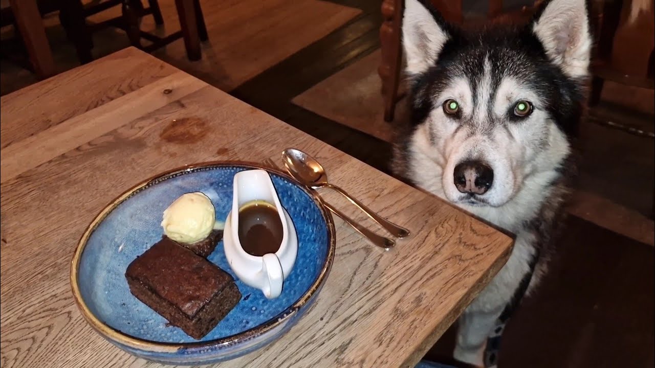 Sherpa Visits The Black Swan in Devizes