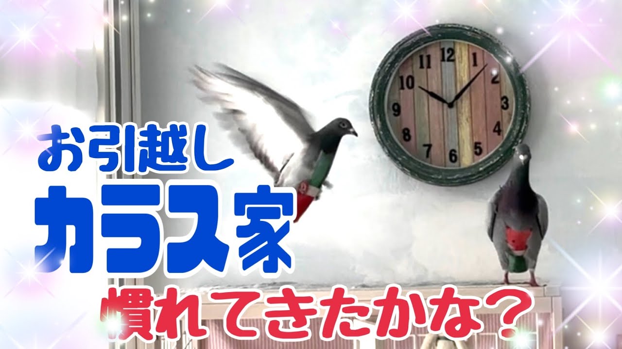 【カラス家】 室内なのにまるで公園‼鳩やカラスがくつろぐ家♪芝生柄の床に空色の漆喰壁♪2025/12/24撮影  KUPPI the Crow ※概要欄見てね 
