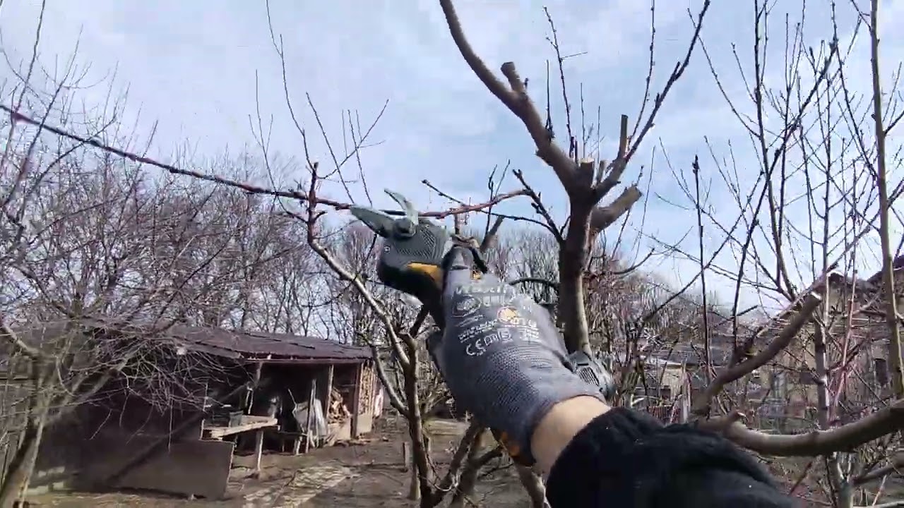 Tăierea la piersic pe cepi 🍑✅