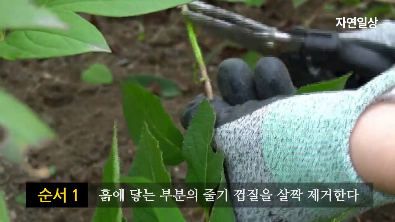 나무 수국을 삽목 대신에 휘묻이 방법으로 해봤어요