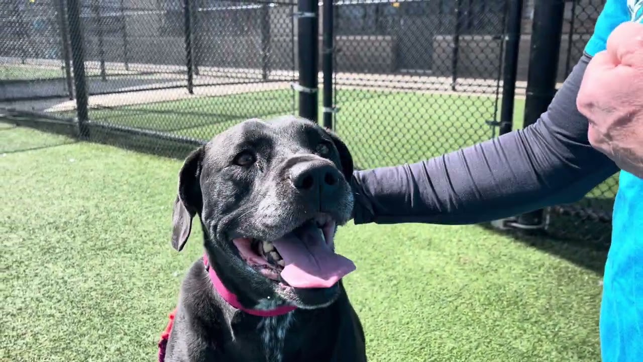 Adopt This Dog! KC Pet Project’s Percy