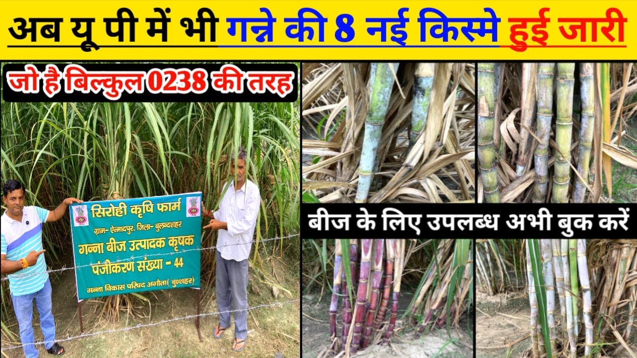गन्ना उत्पादन 1000 कुन्तल एकड।Sugarcane productivity 1000 quintal per acre. Sugarcane farming season