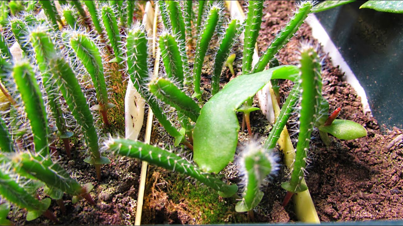 Potting up my Epiphyllum Guatemalense Monstrose 'CURLY LOCKS' Orchid Cactus Seedling