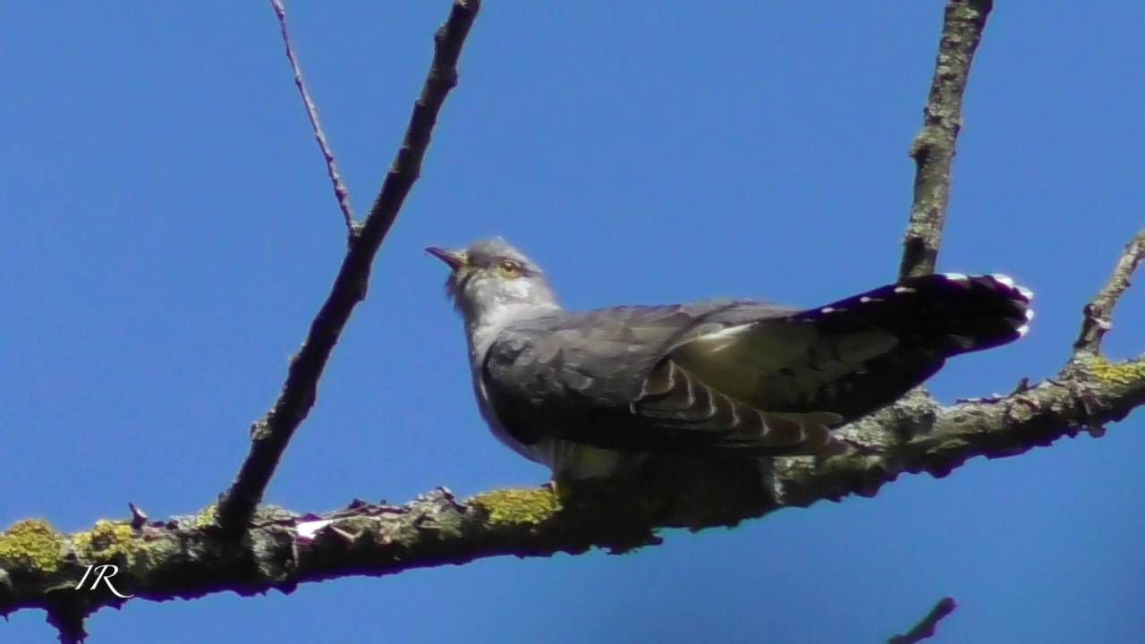 Common cuckoo calling