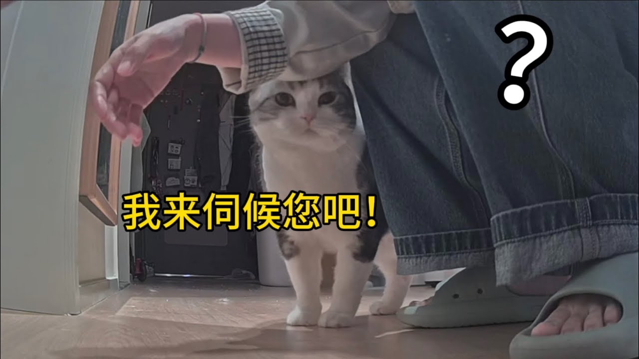 小燒貓！主人不在家，自己在家開貓咖啊你！？