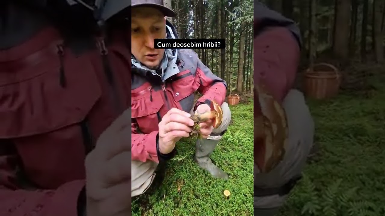 Cum deosebim Hribii? #shorts #ciuperci #boletus #boletusedulis #hribi #amanita