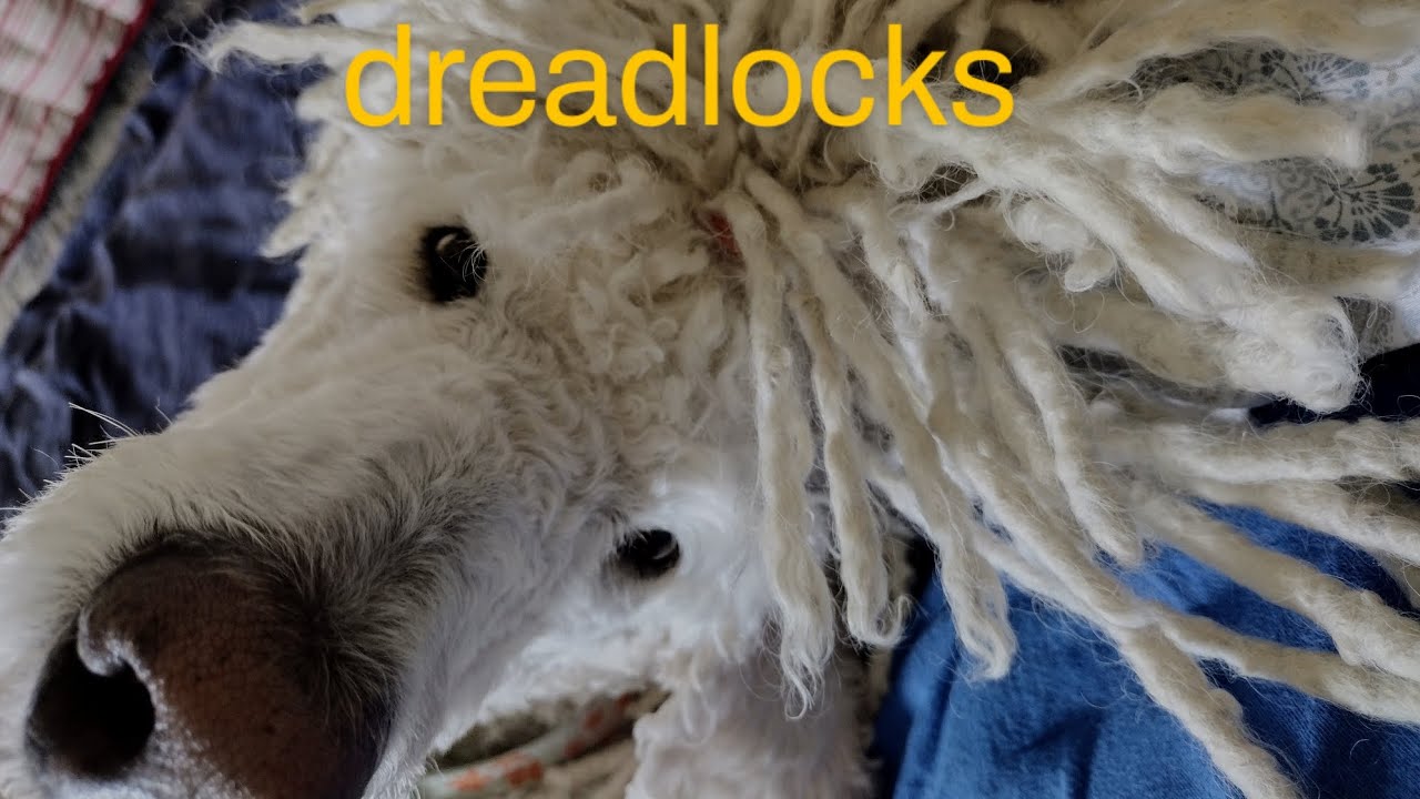 Dreadlocks, how to start. 