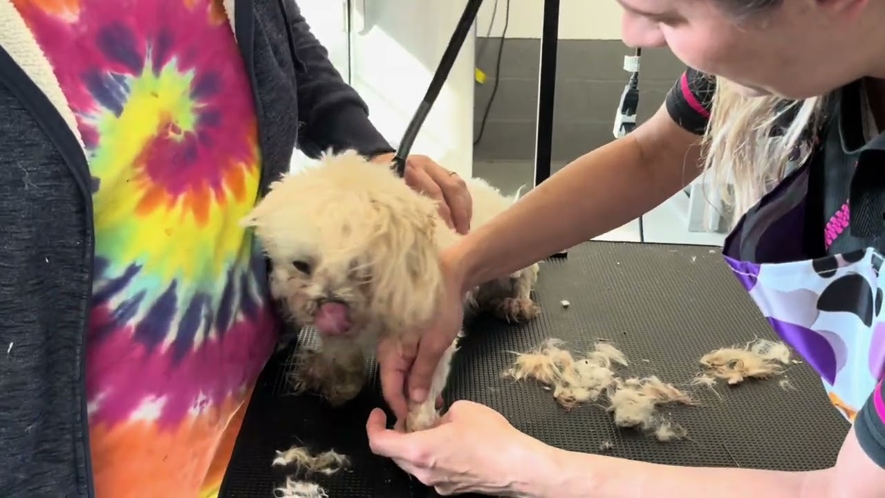 Extreme Makeover for Severely Matted Stray Dog!!!