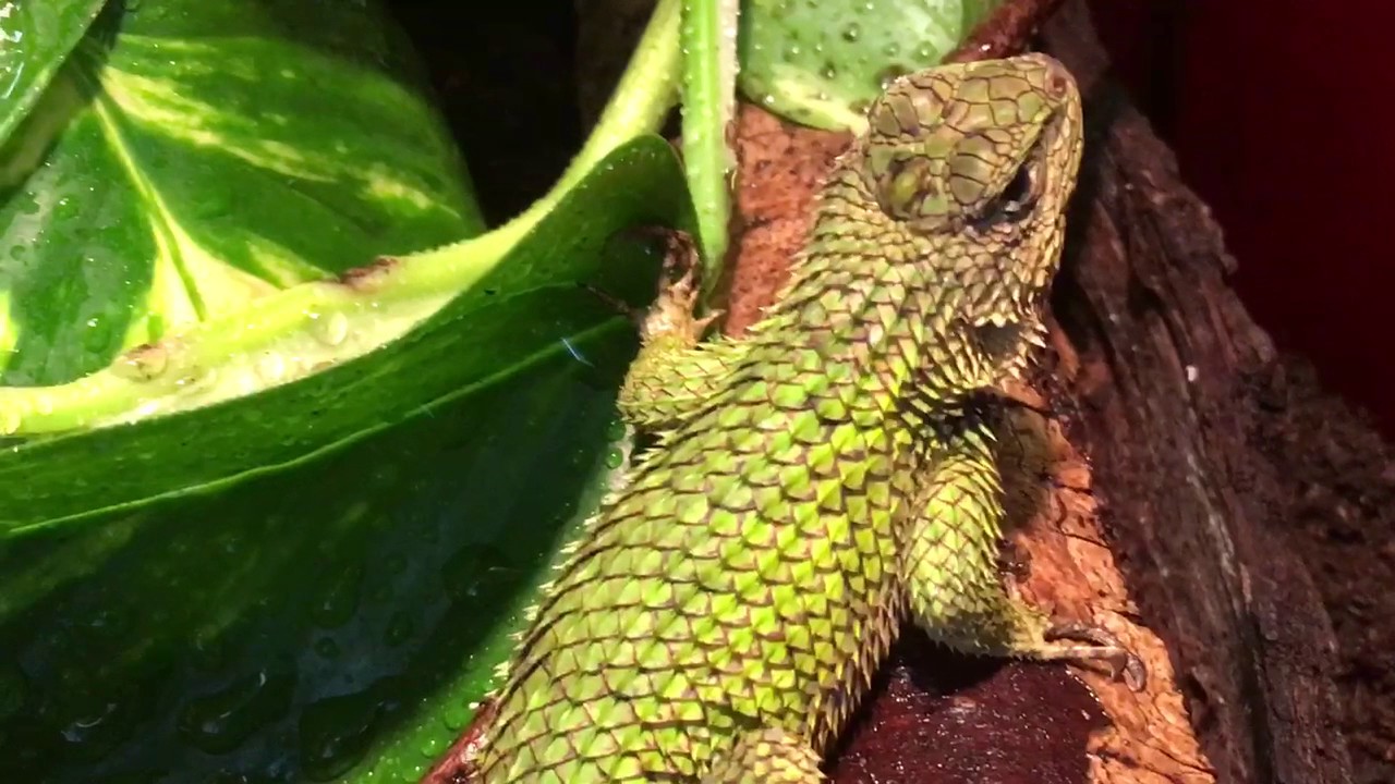 Sceloporus malachiticus
