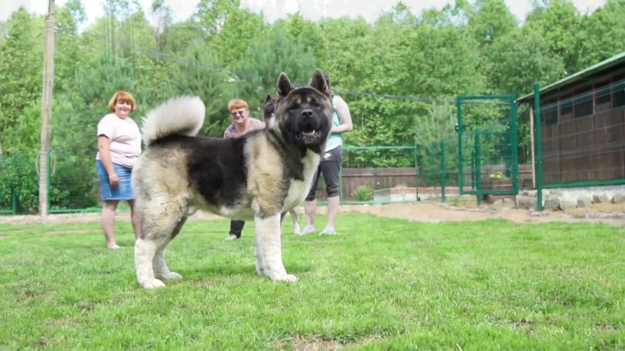 American Akita Kennel 