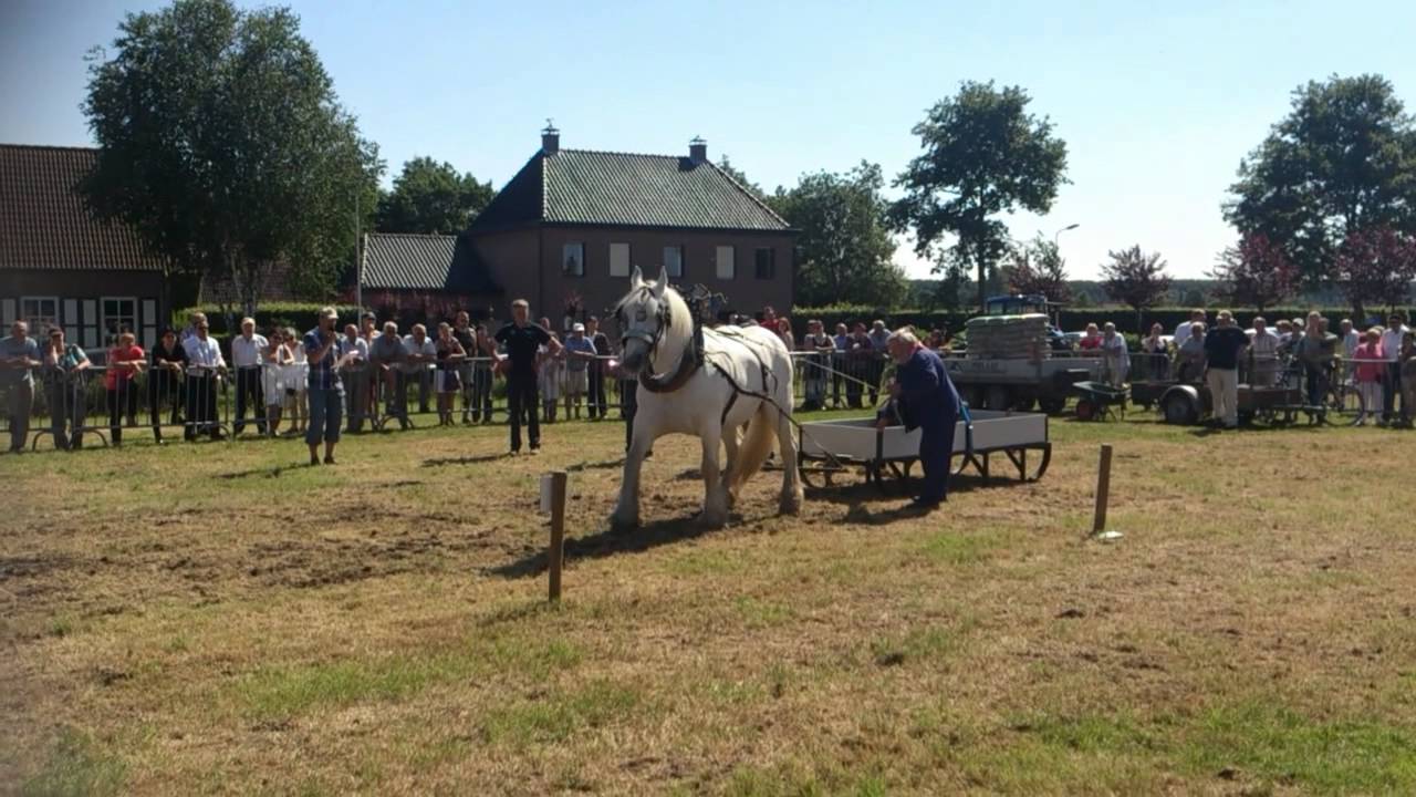 Paardentrekwedstrijd Eede 06/2014 (соревнования по конной тяге)