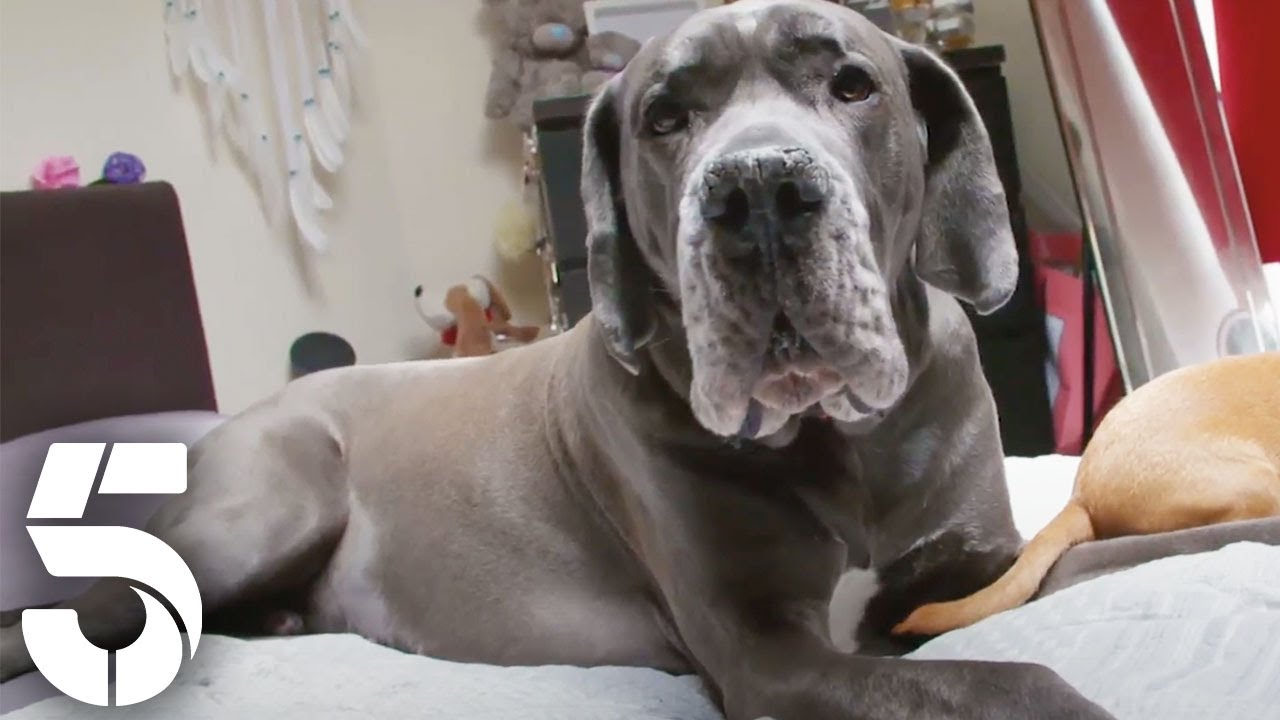 Meet Bones the 12-stone Great Dane | Dogs Behaving (Very) Badly | Channel 5