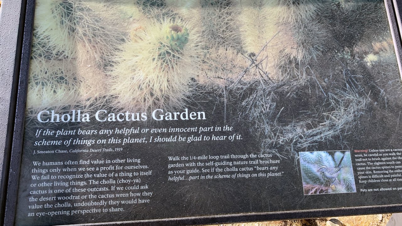 Joshua Tree Cholla Cactus Gardens Tour