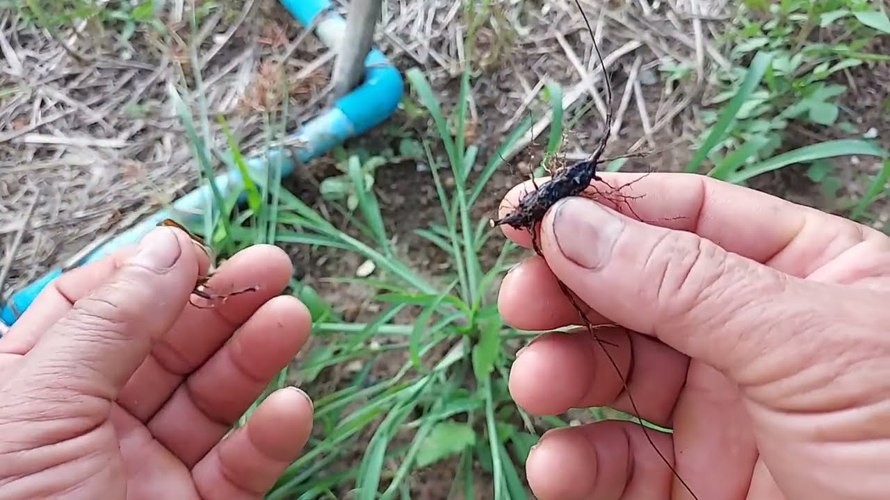 ์Nutgrass is not weed but it is  good herb.