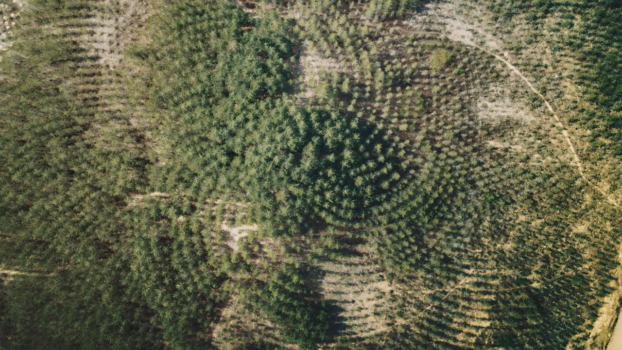 A Gift to the Future: Tree Mountain by Agnes Denes | IN THE WORKS | THE SHED