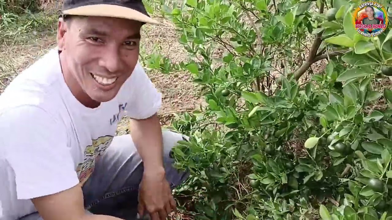 PAANO ALAGAAN ANG BULAKLAK NG CALAMANSI PARA MARAMING BUNGA