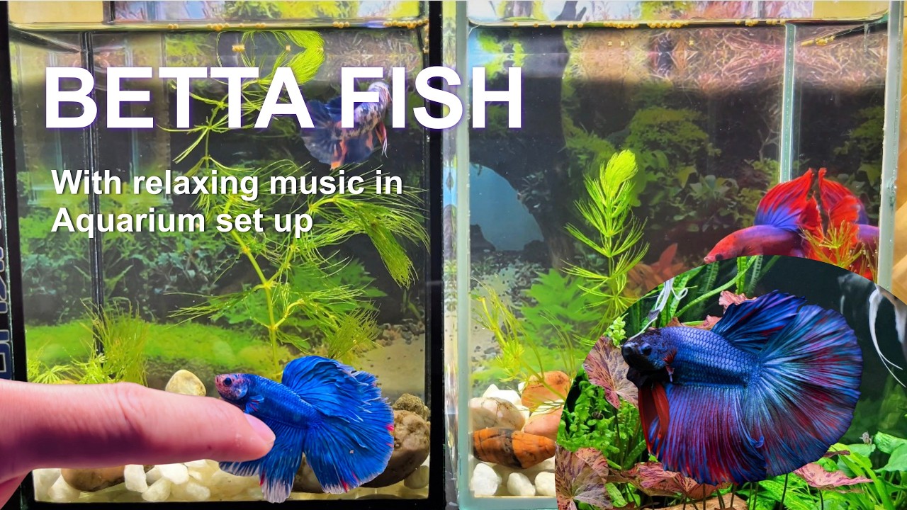 Beautiful Betta Fish Aquarium Setup with Koi Fish, Ranchu Fish I #explore168
