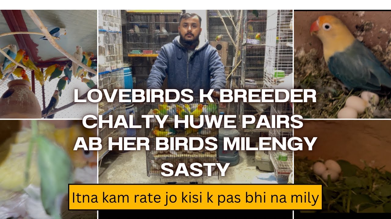 Birds ka sb sy km rate mily ga ab Shaikh Birds py wo rate jo lalukhet birds market py bhi na mily