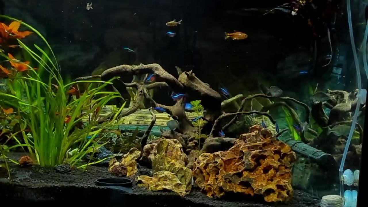 feeding my tropical fish live