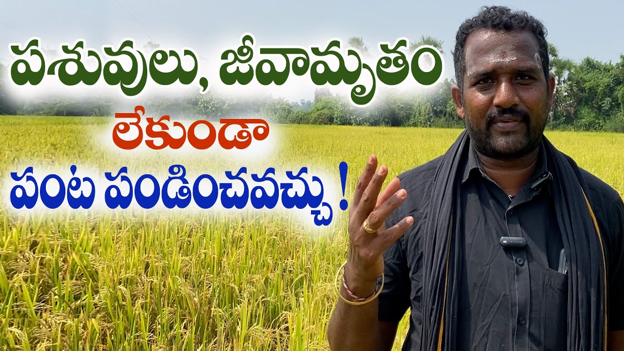 E214 |ఆకుల రసంతో తాలు గింజ మాయం| #paddy #gramabazaar| 833 1800 100