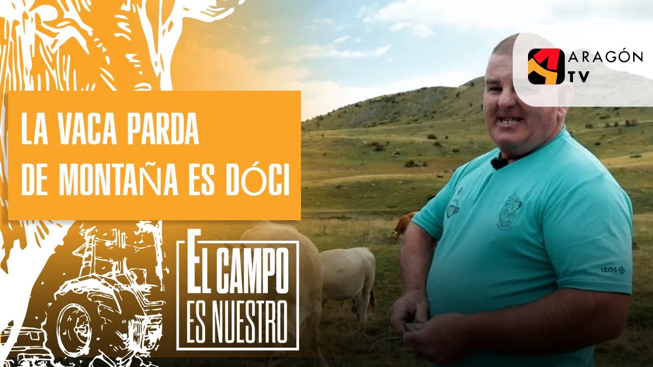 La vaca Parda de Montaña es dócil, comparada con otras razas. Fernando Riazuelo