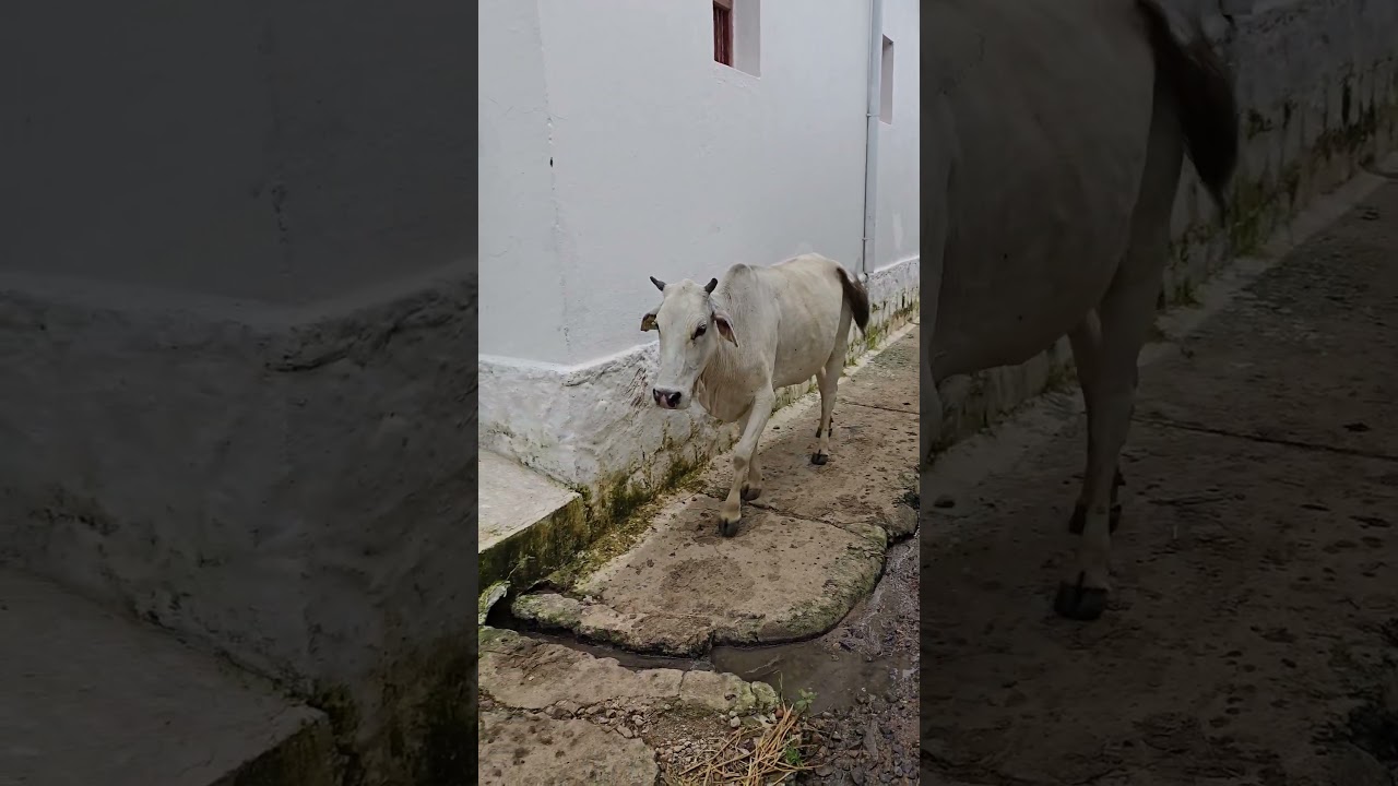 meri gaiya aati hai mujhko doodh pilati hai 