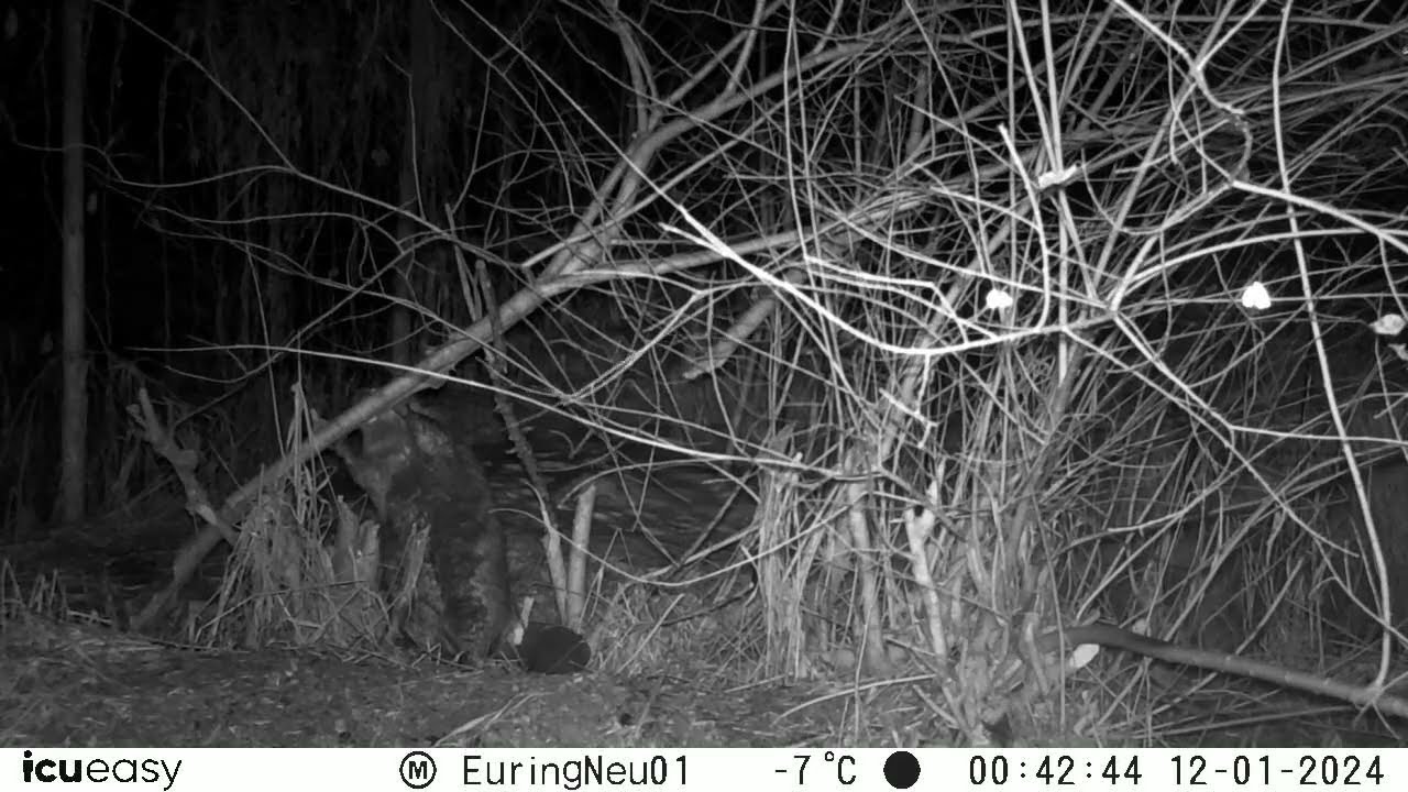 Biber 12.01.2024  00:42 @NaturgartenEuring-Bachwinkl #biber #icu #wildkamera #nachtsicht  01-02
