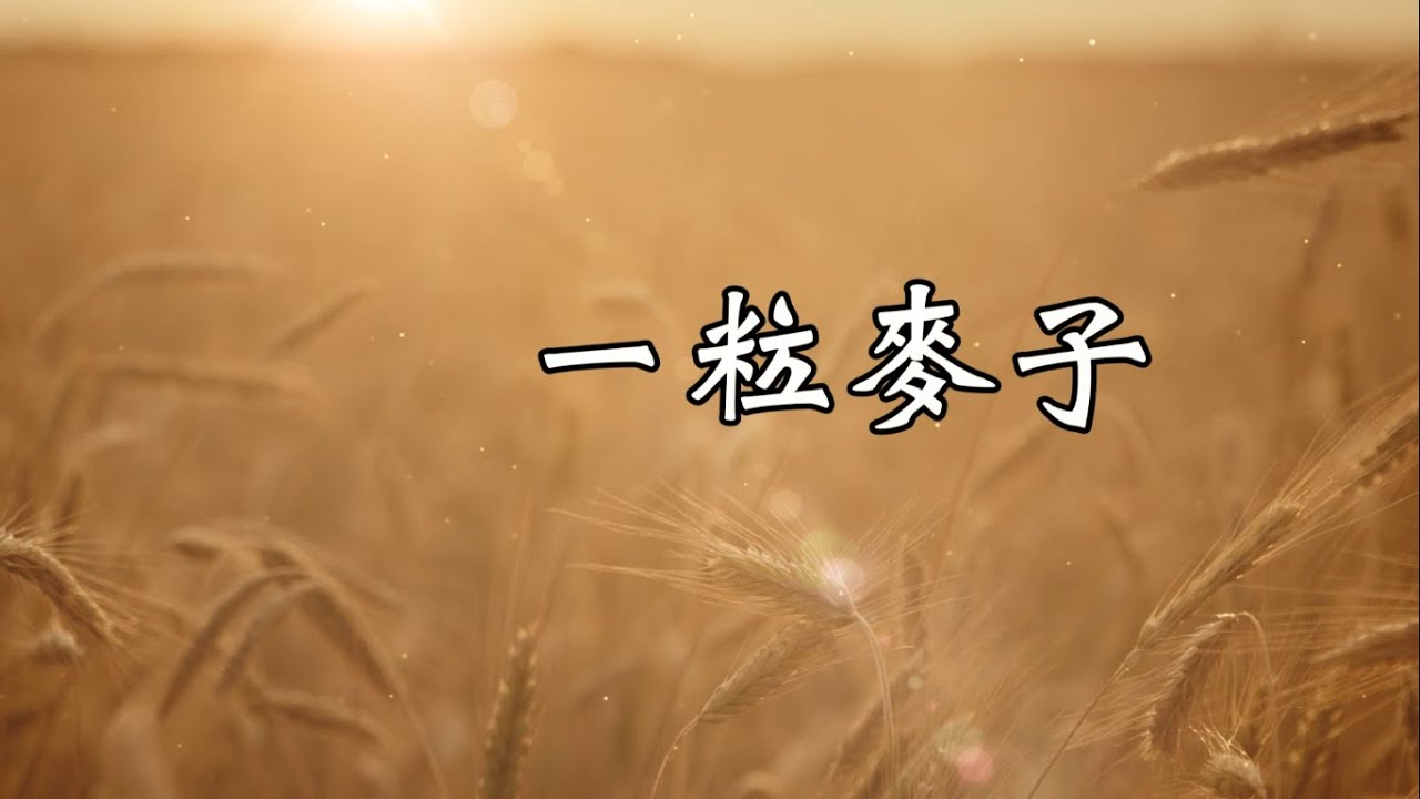 一粒麥子-小羊詩歌(一粒麥子)
