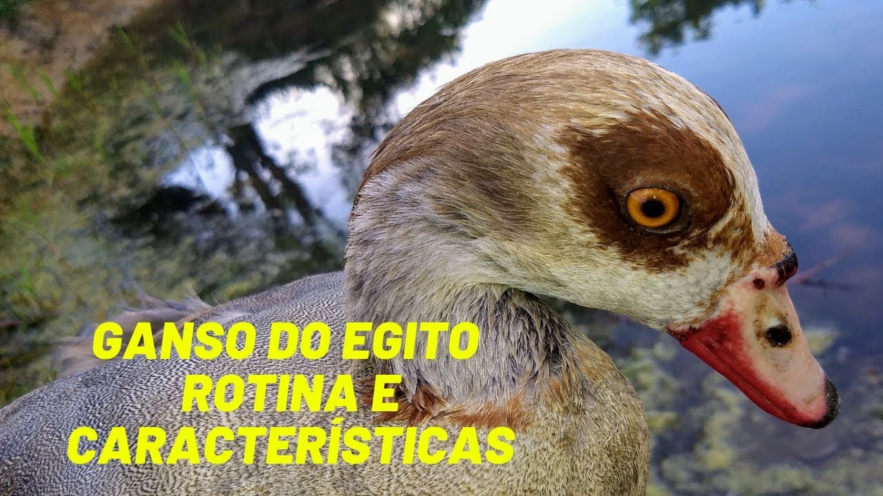 Ganso do Egito - Rotina e Características da Ave - Egyptian Goose - Bird Routine and Characteristics