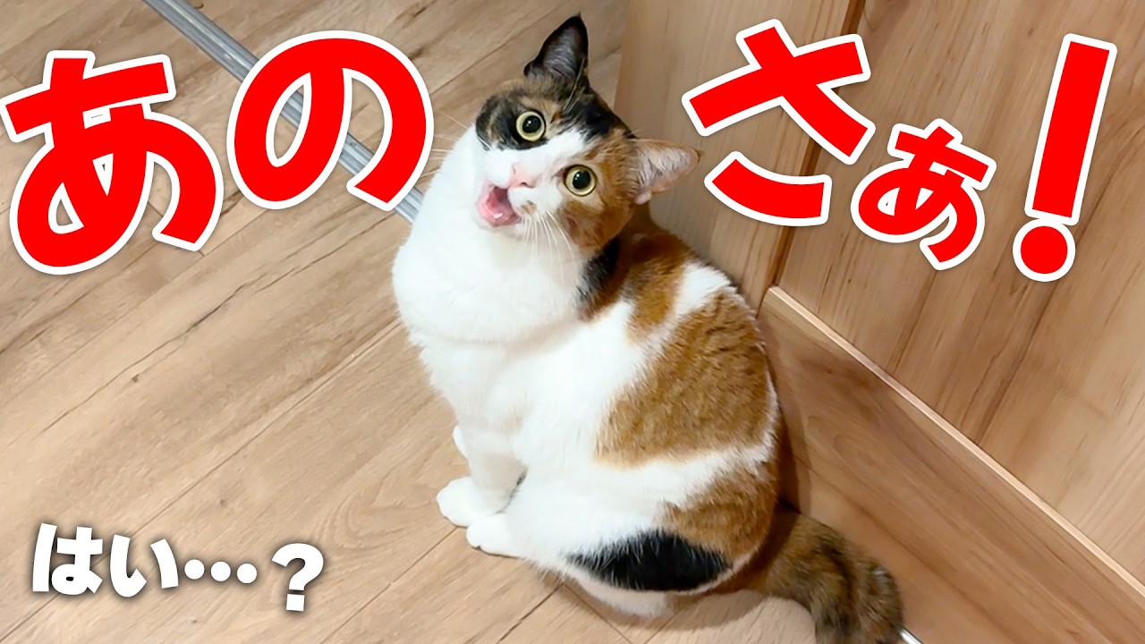 突然ものすごい勢いで猫が文句を言い始めました…【大叫び】