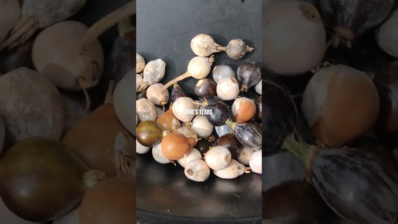Grow Job&rsquo;s Tears