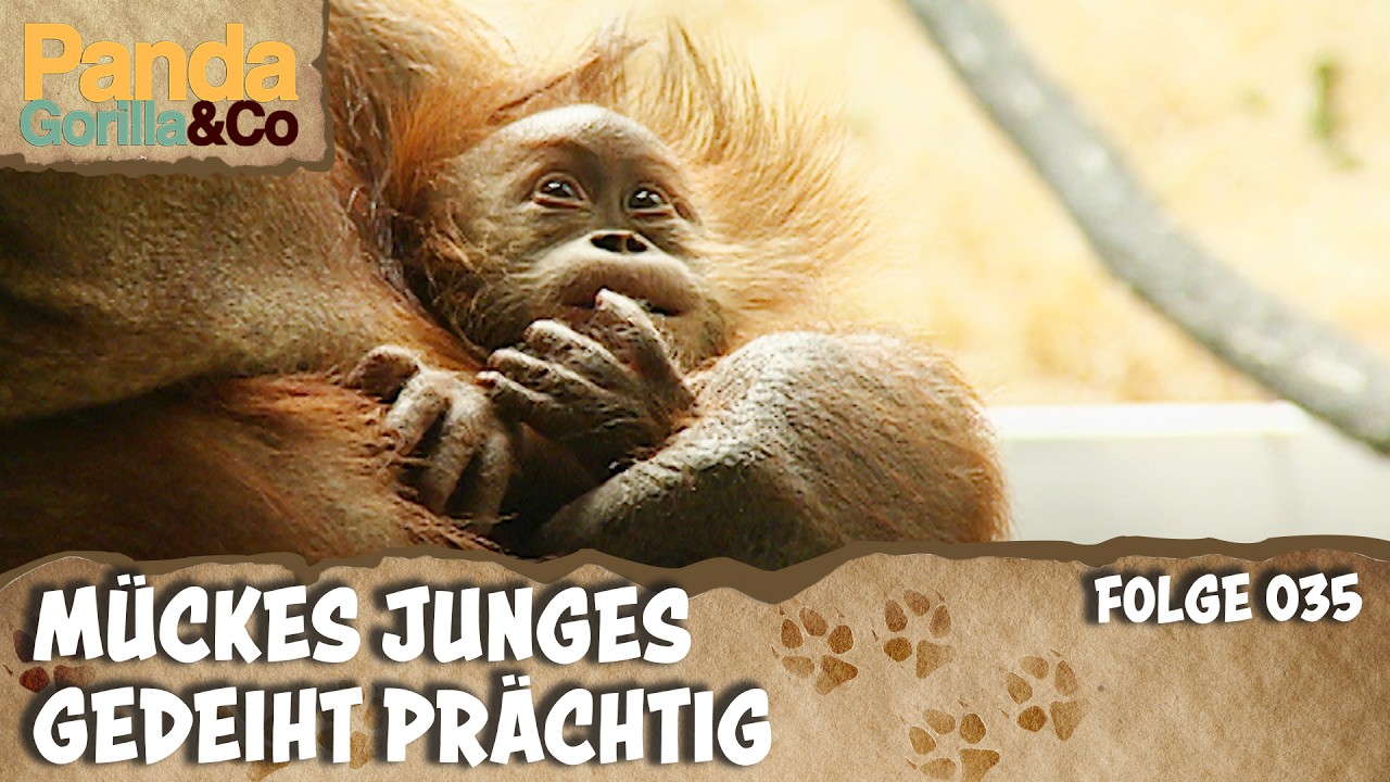 Malzbier im Zoo für Orang-Utan Mücke und ein Abenteuer für kleine Nasenbären | Panda, Gorilla & Co.