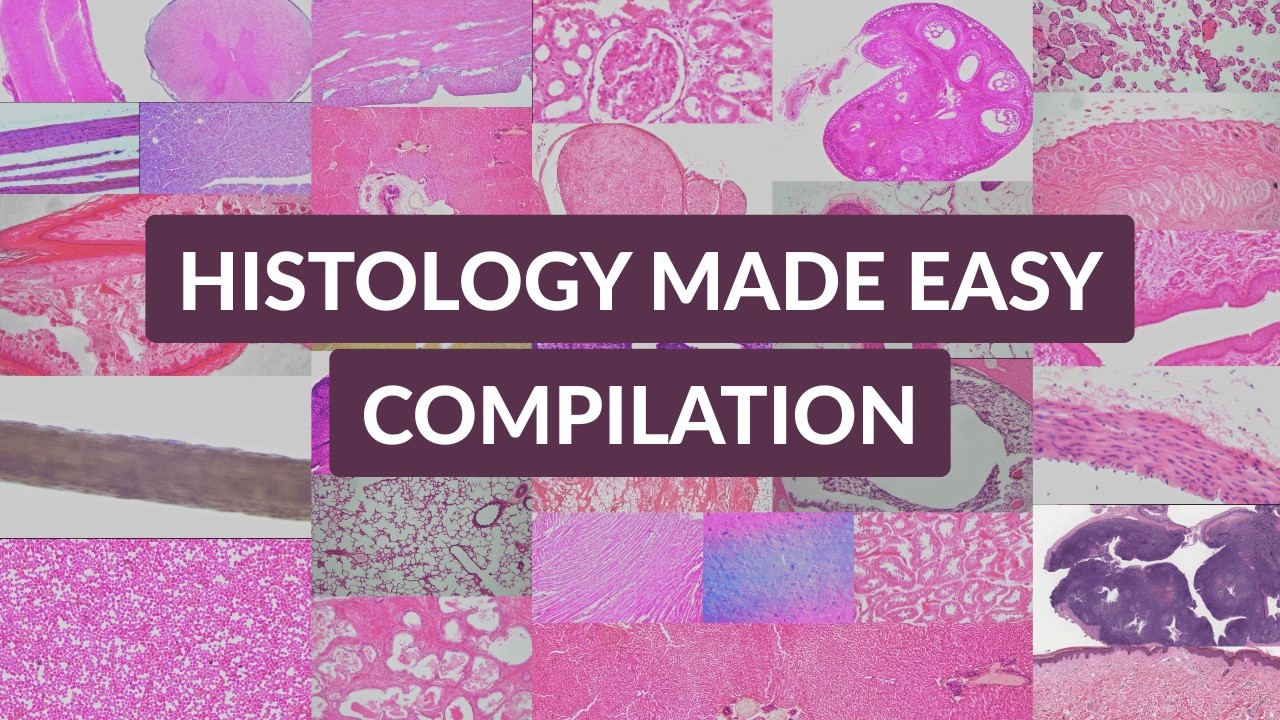 Histology Made Easy | Complete Beginner Compilation