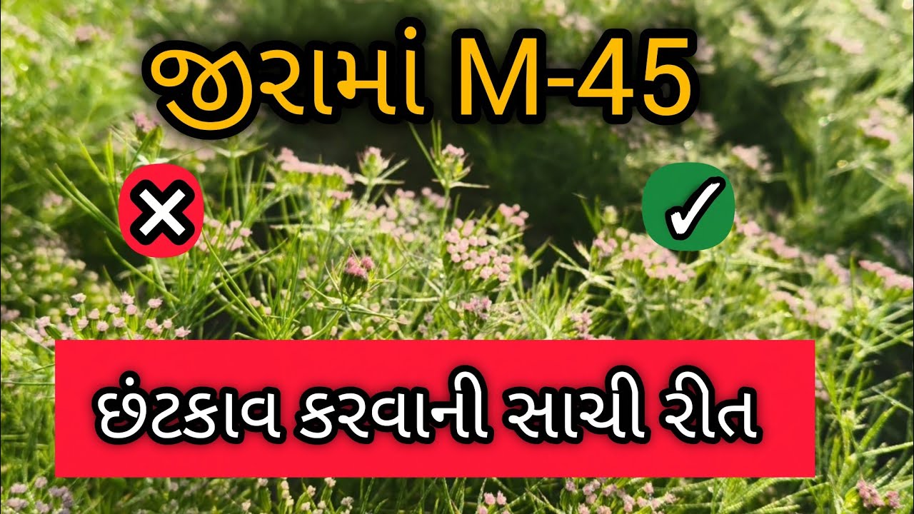 જીરામાં M-45 નો છંટકાવ કરો તો આ ભૂલ ક્યારેય ન કરશો | સાચી રીત જાણો