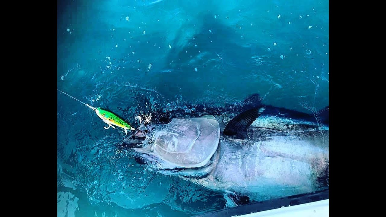 BLUEFIN TUNA DOUBLE HOOKUP