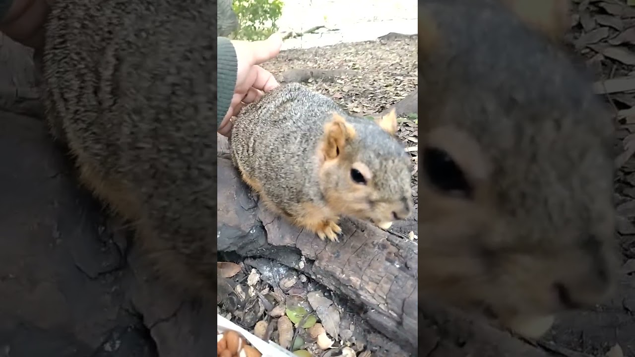 Heart Stolen By The Sloth Squirrel 122125