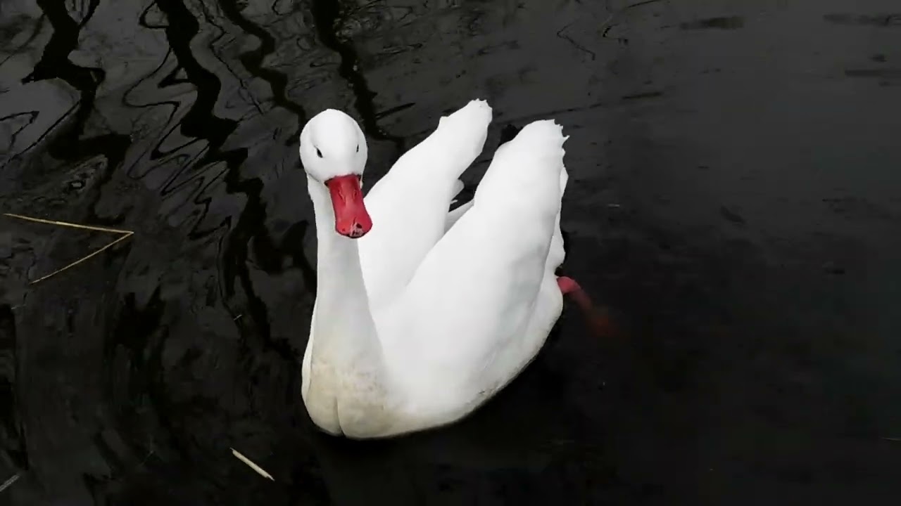 Coscoroba Swan