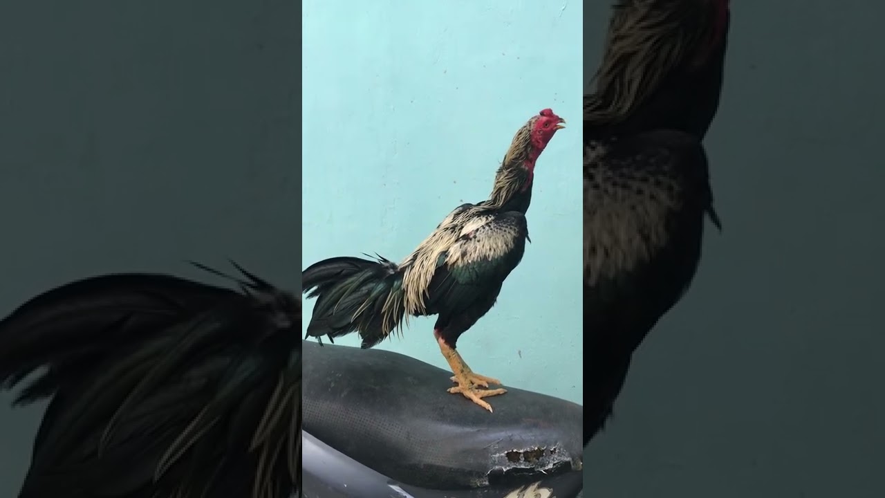 Kakek ayam jago