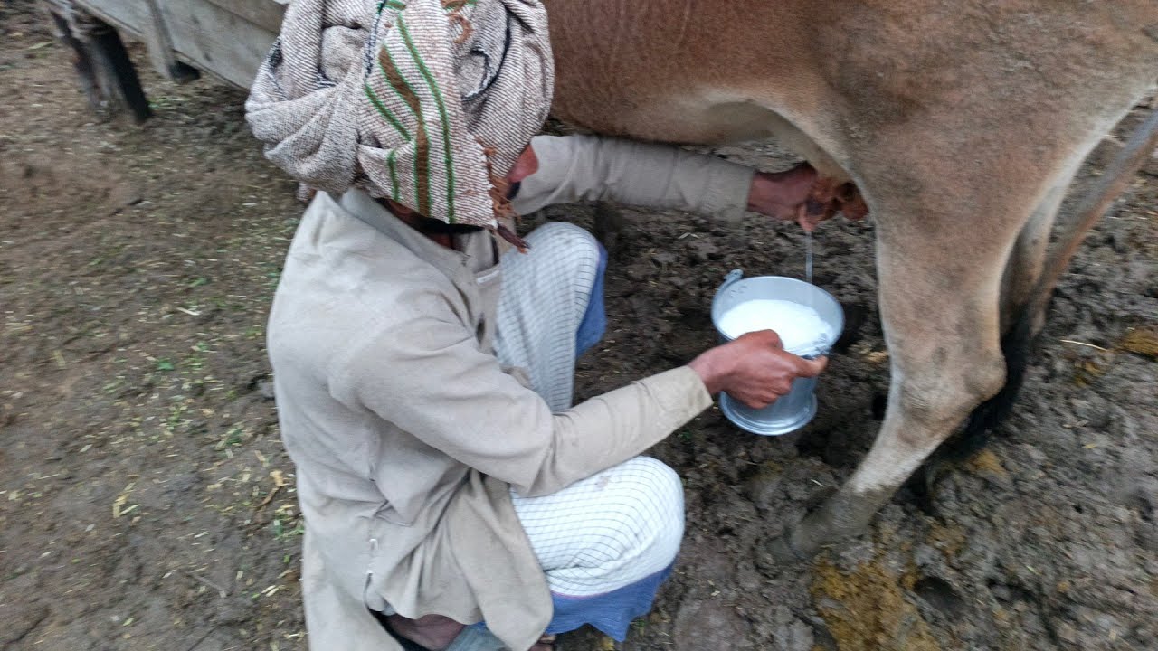 Abbas bhai ny 5.6kg doodh gay sy nikala