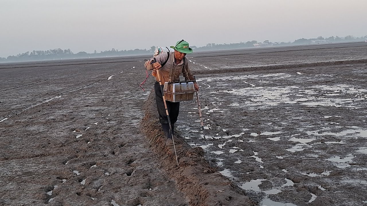 Hôm nay chú sáu đi tét cây 14f, trích ếch hang nha cả nhà mình ơi 