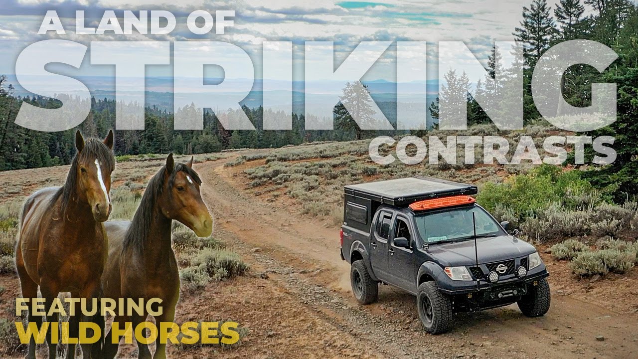 Close encounters with wild horses while solo exploring & camping in Oregon's Ochoco Mountains