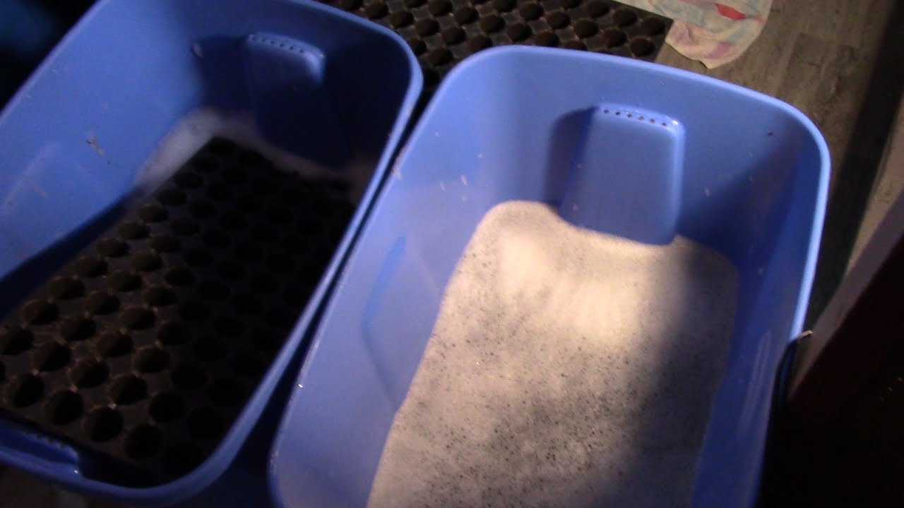 D&Eacute;SINFECTION DES MULTICELLULES - CLEAN WITH ME