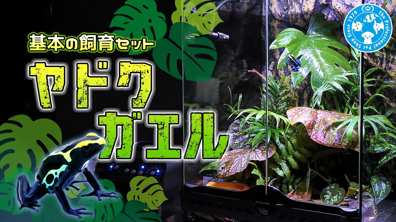 熱帯雨林の宝石 ヤドクガエルを飼育してみよう！
