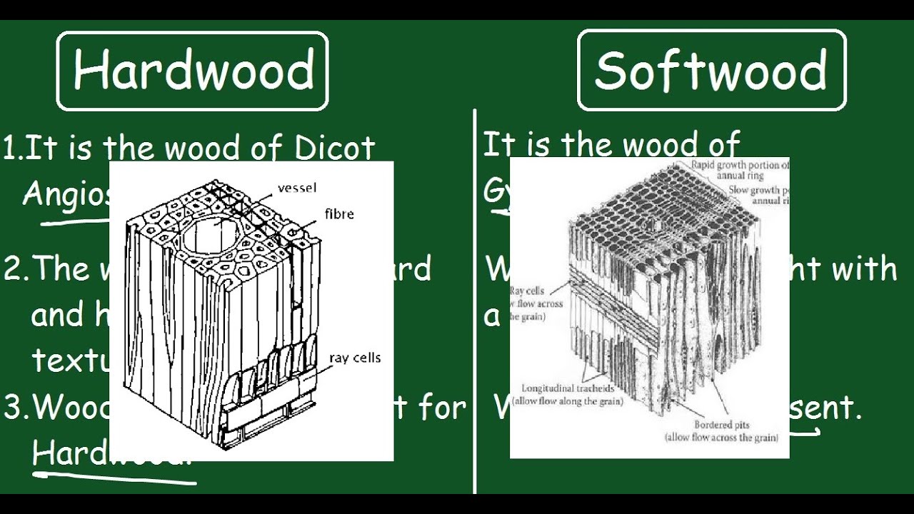 Hardwood vs Softwood |Quick Difference and Comparisons |